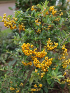 Piracanta amarela an