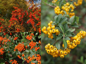 Piracanta 'Vanhedeni'