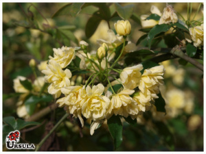 Roseira trepadeira amarela