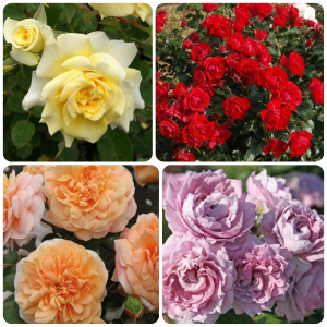 ROSAS - A Rainha das Flores