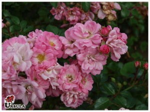 Roseira cityflowers 'Satina'