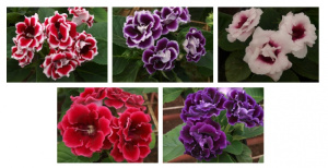Gloxinia dobrada 