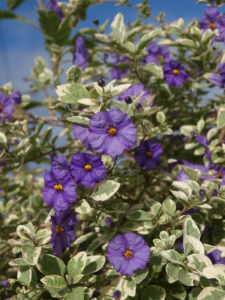 Solanum rantonnetii