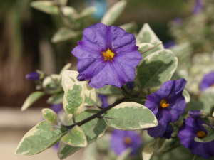 Solanum rantonnetii 'Variegata'