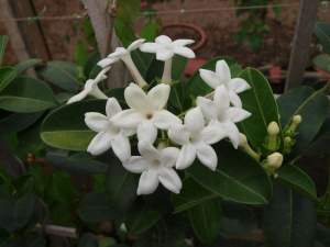 Jasmim de Madagascar