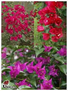 Bougainvillea spectabilis