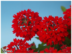Verbena nativa rasteira vermelha