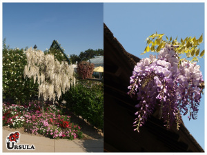 Wisteria sinensis