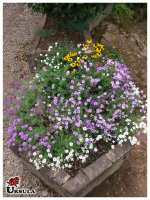 Verbena tenuisecta azul escuro