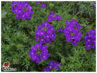 Verbena tenuisecta azul escuro