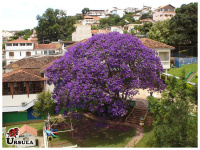 Tibouchina granulosa roxa, Quaresmeira roxa