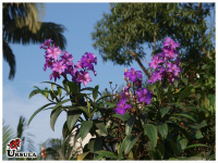 Tibouchina granulosa roxa, Quaresmeira roxa