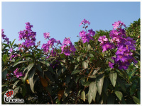Tibouchina granulosa roxa, Quaresmeira roxa