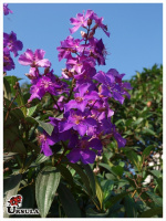 Tibouchina granulosa roxa, Quaresmeira roxa